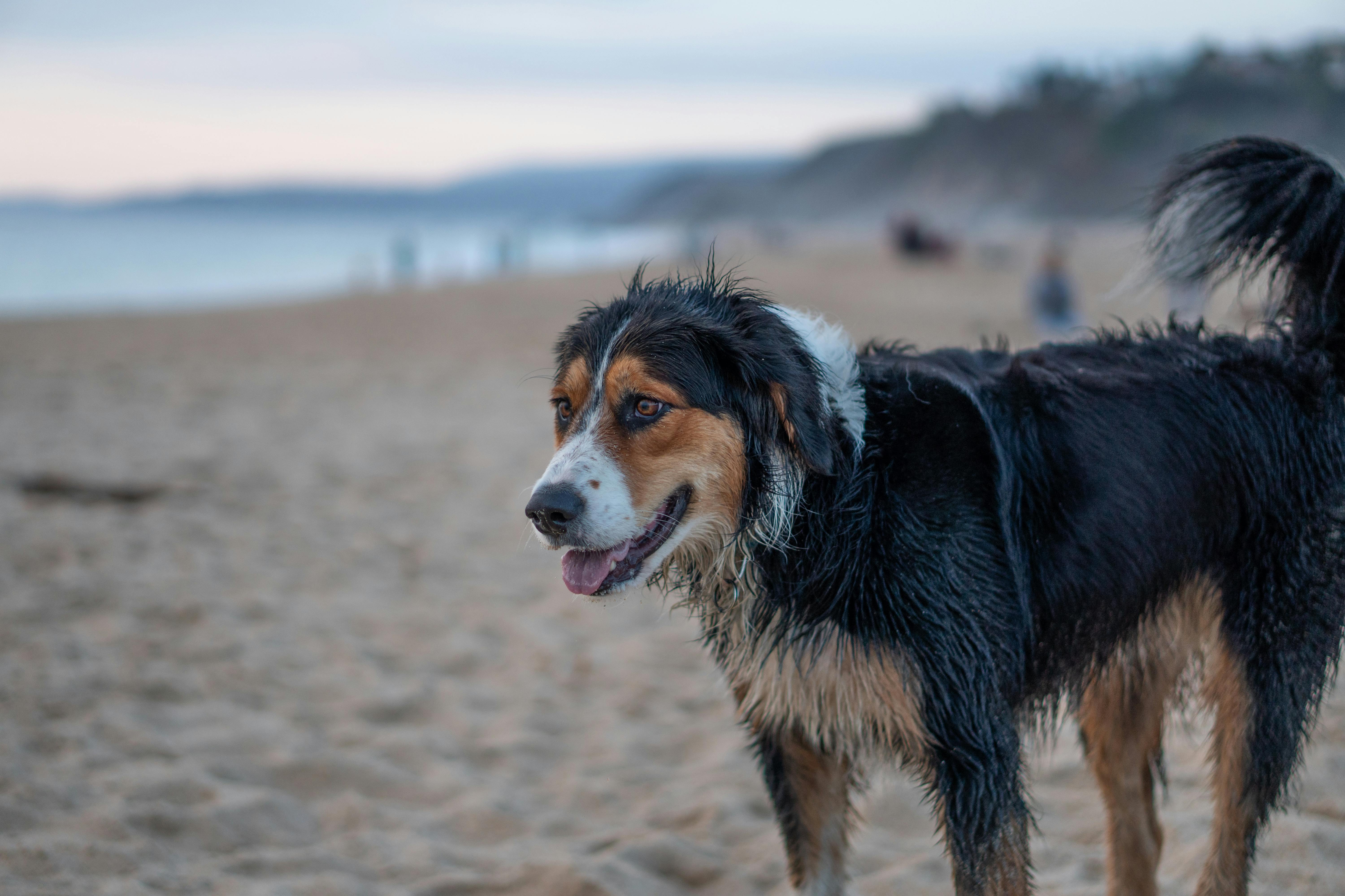 pet friendly Mallorca pet-friendly